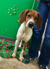 Treeing Walker Coonhound Dogs for adoption in Erwin , TN, USA