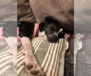 Mutt Dogs for adoption in Tarrytown, GA, USA