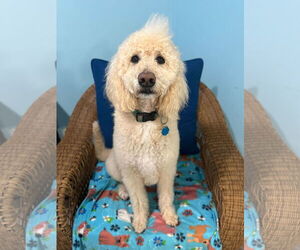 Goldendoodle Dogs for adoption in Pacolet, SC, USA