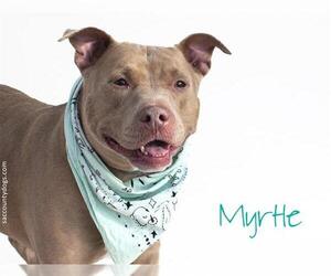 Staffordshire Bull Terrier Dogs for adoption in Sacramento, CA, USA
