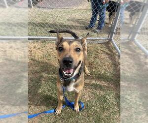 German Shepherd Dog-Unknown Mix Dogs for adoption in Corpus Christi, TX, USA