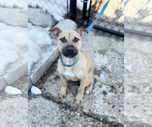 Mastiff-Unknown Mix Dogs for adoption in Perth Amboy, NJ, USA