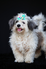 Petit Basset Griffon Vendeen-Shih Tzu Mix Dogs for adoption in San Pedro, CA, USA