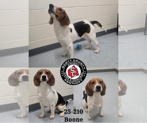Beagle Dogs for adoption in Georgetown, KY, USA