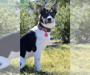 Alaskan Husky-Unknown Mix Dogs for adoption in McKinney, TX, USA