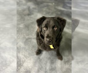 Australian Shepherd-Retriever  Mix Dogs for adoption in Sandy, UT, USA