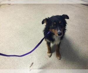 Australian Shepherd-Unknown Mix Dogs for adoption in Riverside, CA, USA