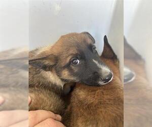 German Shepherd Dog-Unknown Mix Dogs for adoption in Houston, TX, USA