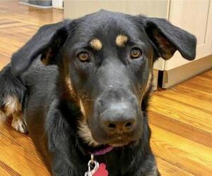 Shepradors Dogs for adoption in Boston, MA, USA