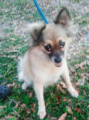 Pomeranian Dogs for adoption in DeLand, FL, USA