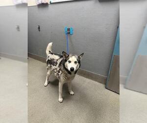 Siberian Husky-Unknown Mix Dogs for adoption in Las Vegas, NV, USA