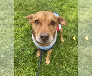 Mutt Dogs for adoption in Davis, CA, USA