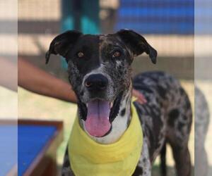 Great Dane-Unknown Mix Dogs for adoption in San Antonio, TX, USA