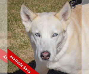 German Shepherd Dog-Huskies  Mix Dogs for adoption in Huntley, IL, USA