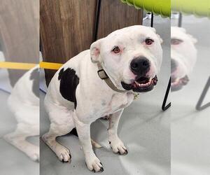 Mutt Dogs for adoption in Temple, TX, USA