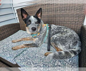 Medium Photo #4 Mutt Puppy For Sale in Westwood, NJ, USA