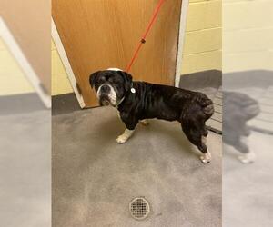 Bulldog Dogs for adoption in Forestville, MD, USA
