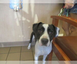 Labrador Retriever Dogs for adoption in Ocala, FL, USA