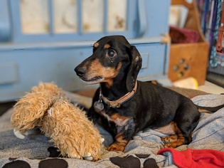 Dachshund Dogs for adoption in Bealeton, VA, USA