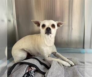 Chihuahua-Unknown Mix Dogs for adoption in Woodland, CA, USA