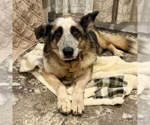 German Shepherd Dog-Unknown Mix Dogs for adoption in Spring Lake, NC, USA