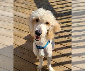 Goldendoodle Dogs for adoption in Columbus, IN, USA