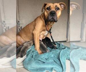 Mutt Dogs for adoption in Louisville, KY, USA