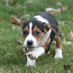 Boglen Terrier Dogs for adoption in Mechanicsburg, PA, USA