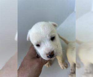 Labrador Retriever-Unknown Mix Dogs for adoption in Houston, TX, USA