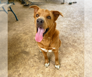 Carolina Dog-Unknown Mix Dogs for adoption in Boerne, TX, USA