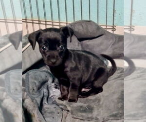 Medium Photo #3 Chipin Puppy For Sale in San Diego , CA, USA