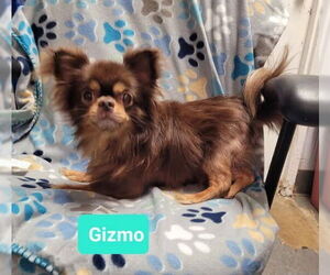 Chihuahua Dogs for adoption in Richmond, IN, USA