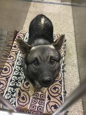 Norwegian Elkhound Dogs for adoption in Martinsburg, WV, USA
