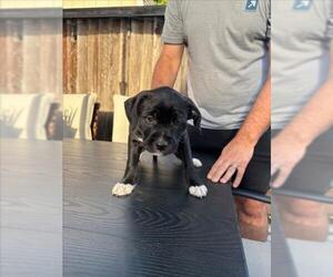 Staffordshire Bull Terrier-Unknown Mix Dogs for adoption in Santa Cruz, CA, USA