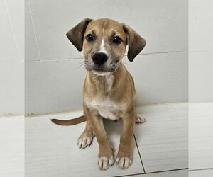 Medium Photo #3 American Pit Bull Terrier-Catahoula Leopard Dog Mix Puppy For Sale in Lakewood, CO, USA