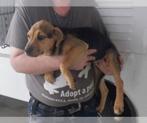 German Shepherd Dog-Unknown Mix Dogs for adoption in Oroville, CA, USA