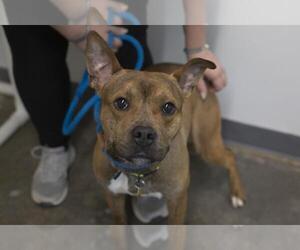 American Pit Bull Terrier-Unknown Mix Dogs for adoption in Mountain Home, AR, USA