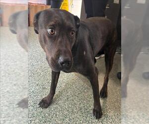 American Pit Bull Terrier Dogs for adoption in Salisbury, NC, USA