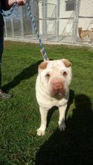 Chinese Shar-Pei Dogs for adoption in FAIRLAWN, OH, USA