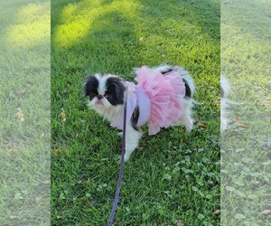 Japanese Chin Dogs for adoption in St. Louis Park, MN, USA
