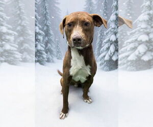 Beagle-Unknown Mix Dogs for adoption in Rustburg, VA, USA