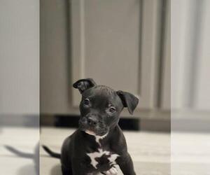 Staffordshire Bull Terrier-Unknown Mix Dogs for adoption in Brighton, CO, USA