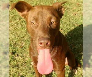 Australian Kelpie-Unknown Mix Dogs for adoption in Tyler, TX, USA