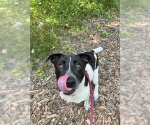 Collie-Pointer Mix Dogs for adoption in Peoria, IL, USA