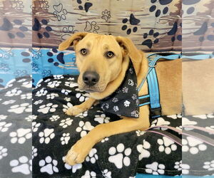 Great Pyrenees-Unknown Mix Dogs for adoption in Mt. Laurel, NJ, USA