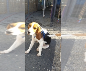 Beagle Dogs for adoption in San Pablo, CA, USA