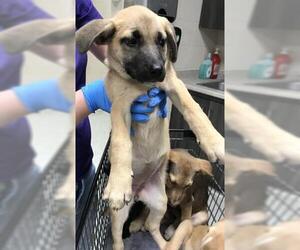 Labrador Retriever-Unknown Mix Dogs for adoption in Conroe, TX, USA