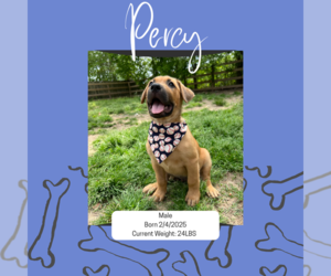 Mutt Dogs for adoption in Munford, TN, USA