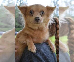 Chiranian Dogs for adoption in Arlington, WA, USA