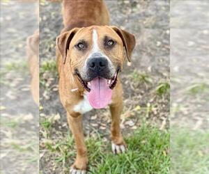 American Pit Bull Terrier-Unknown Mix Dogs for adoption in Conroe, TX, USA